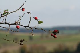 Herbst 1.JPG